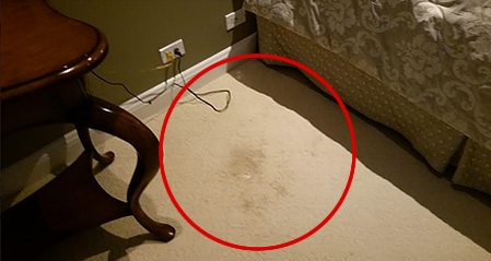 how will I remove carpet stain? 