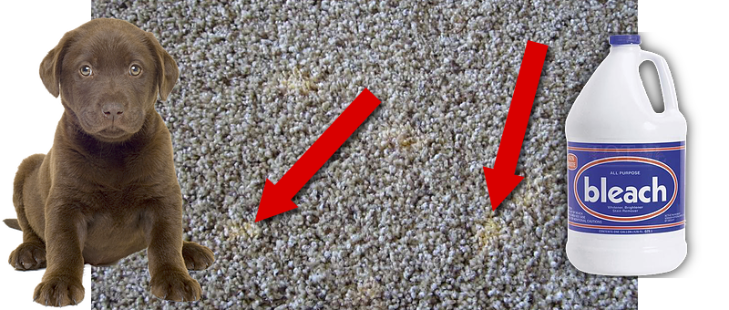 Pet Urine Stain - Carpet Stain