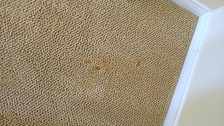 carpet stain remover used special carpet dye for this stain