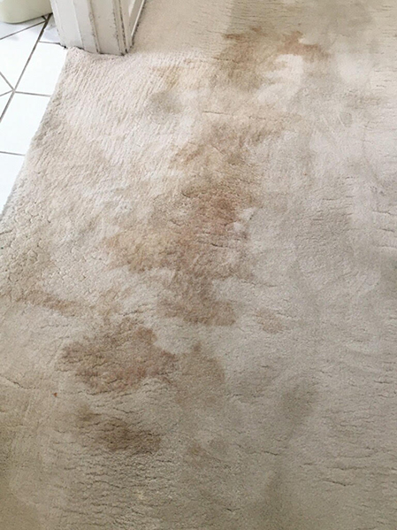 carpet mold stained